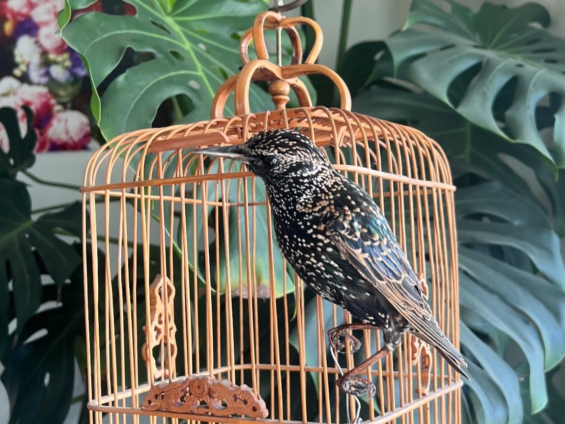 Starling Bird Taxidermy Class NYC