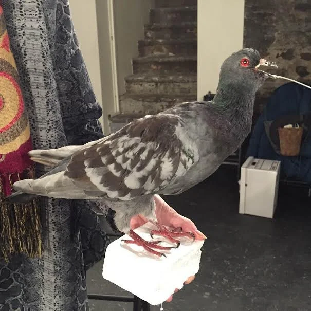 NYC Pigeon Taxidermy - Brooklyn NYC July 11
