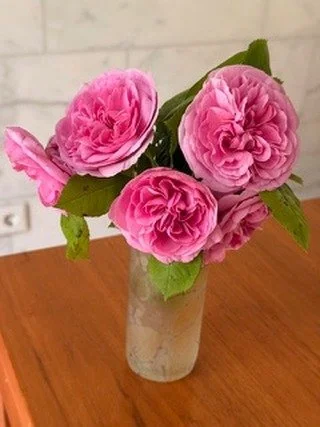 Die wunderbar duftenden Rosen haben die Reise aus Meissen gut &uuml;berstanden und versch&ouml;nern mir den Tag ! 💐 ✨