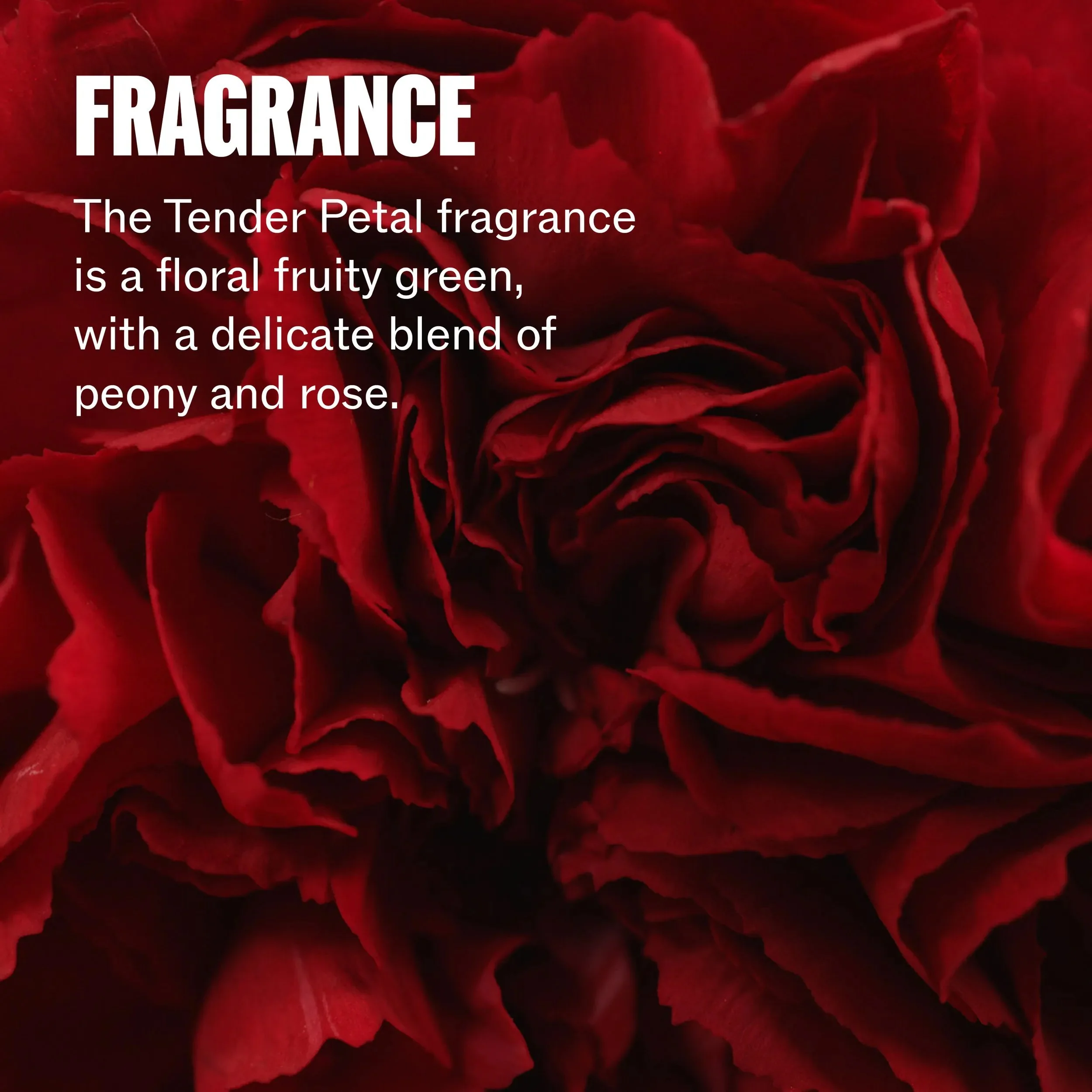 Wella-Professionals_Ultimate-North-Star_Fragrance(1).jpg