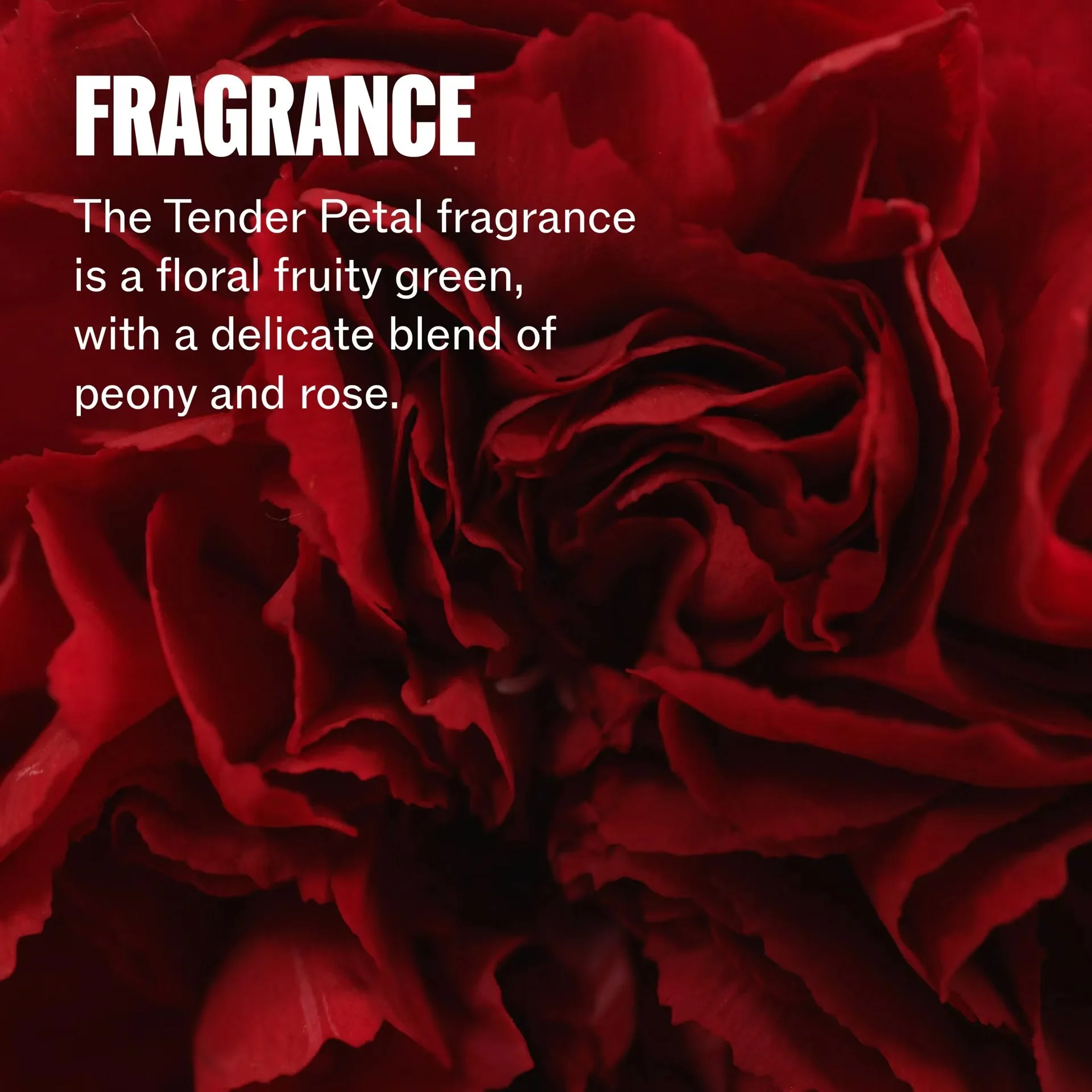 Wella-Professionals_Ultimate-North-Star_Fragrance.jpeg
