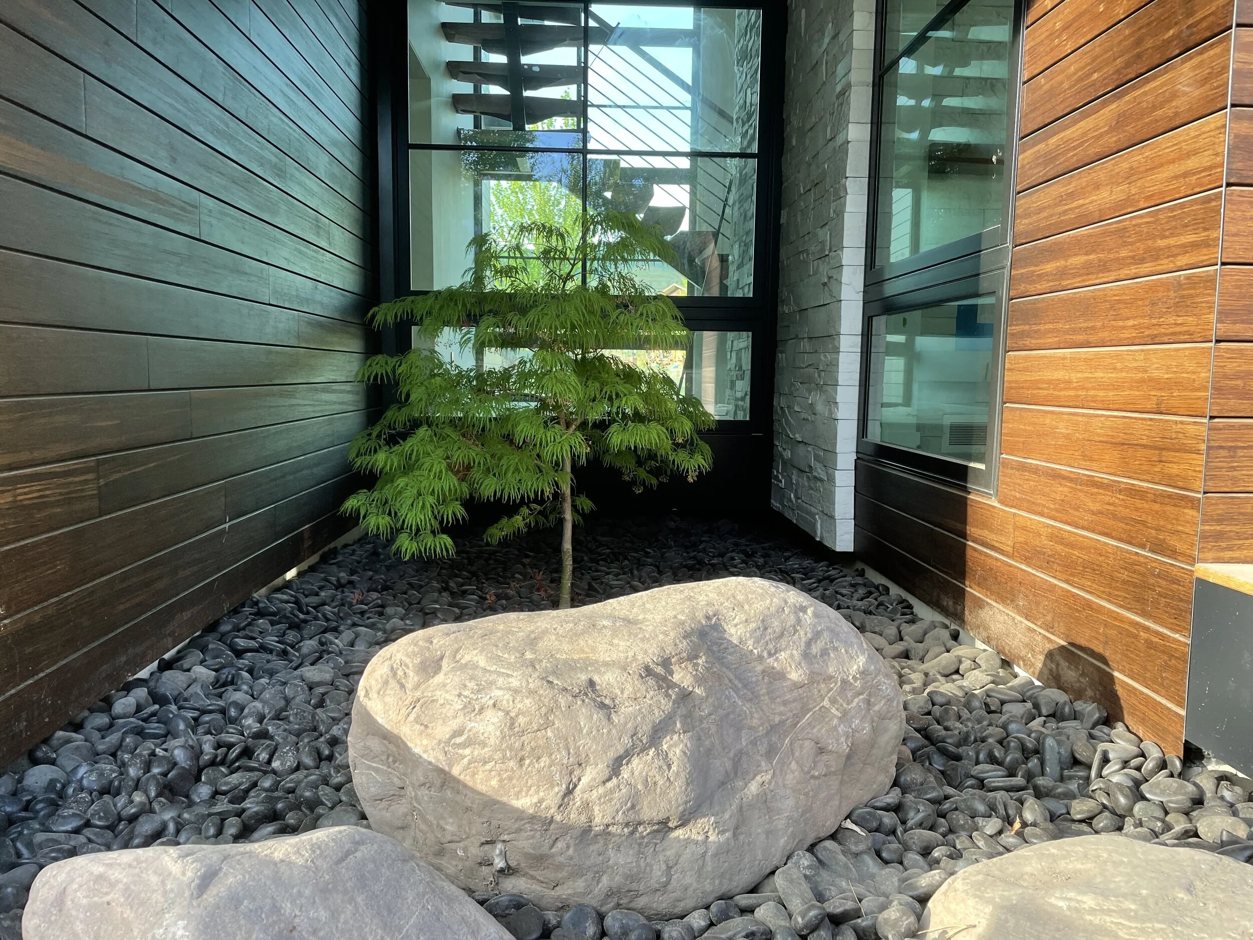 Japanese maple in a modern house landscaping.