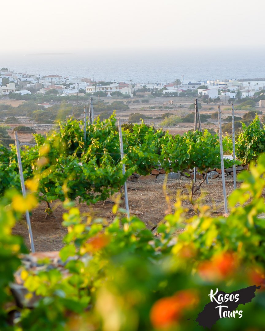 stemajourneys-kasos tours 2024-mastromanolis estate-insta-276 (1).jpg