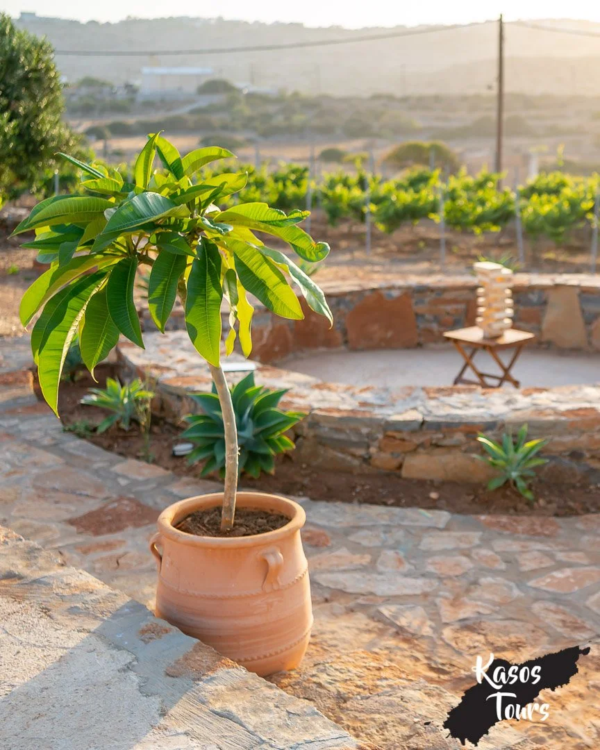 stemajourneys-kasos tours 2024-mastromanolis estate-insta-238 (3).jpg
