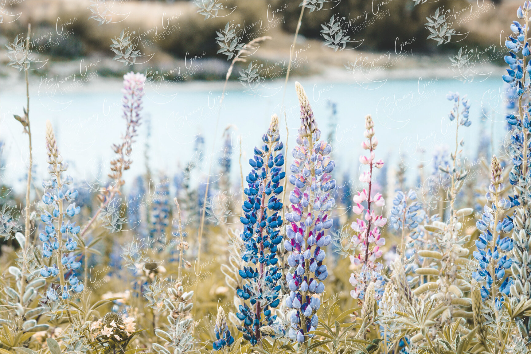 lupine new link-01.jpg