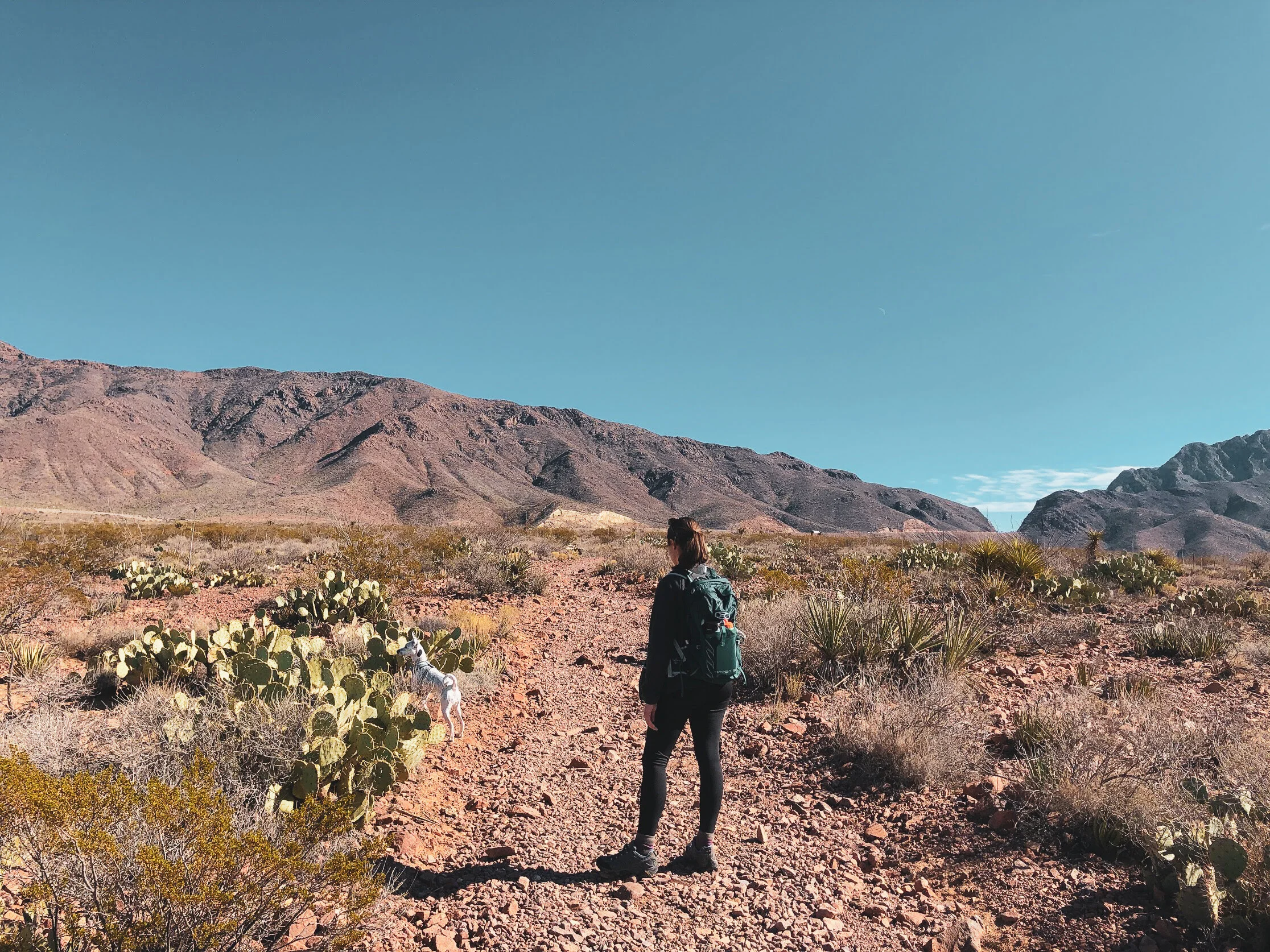 How Far Do Lost Dogs Travel