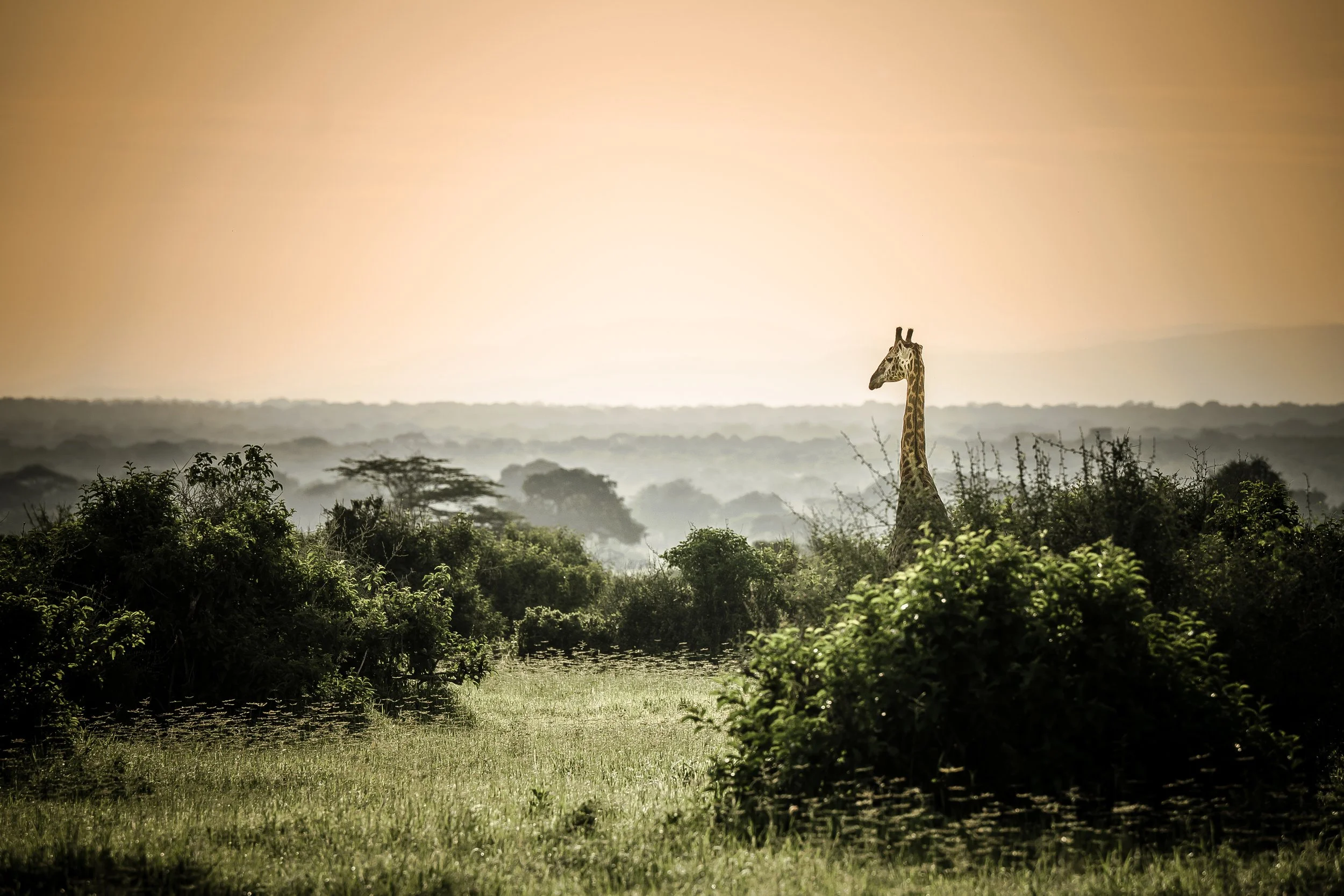Big Sky, Long Necks, No Apologies