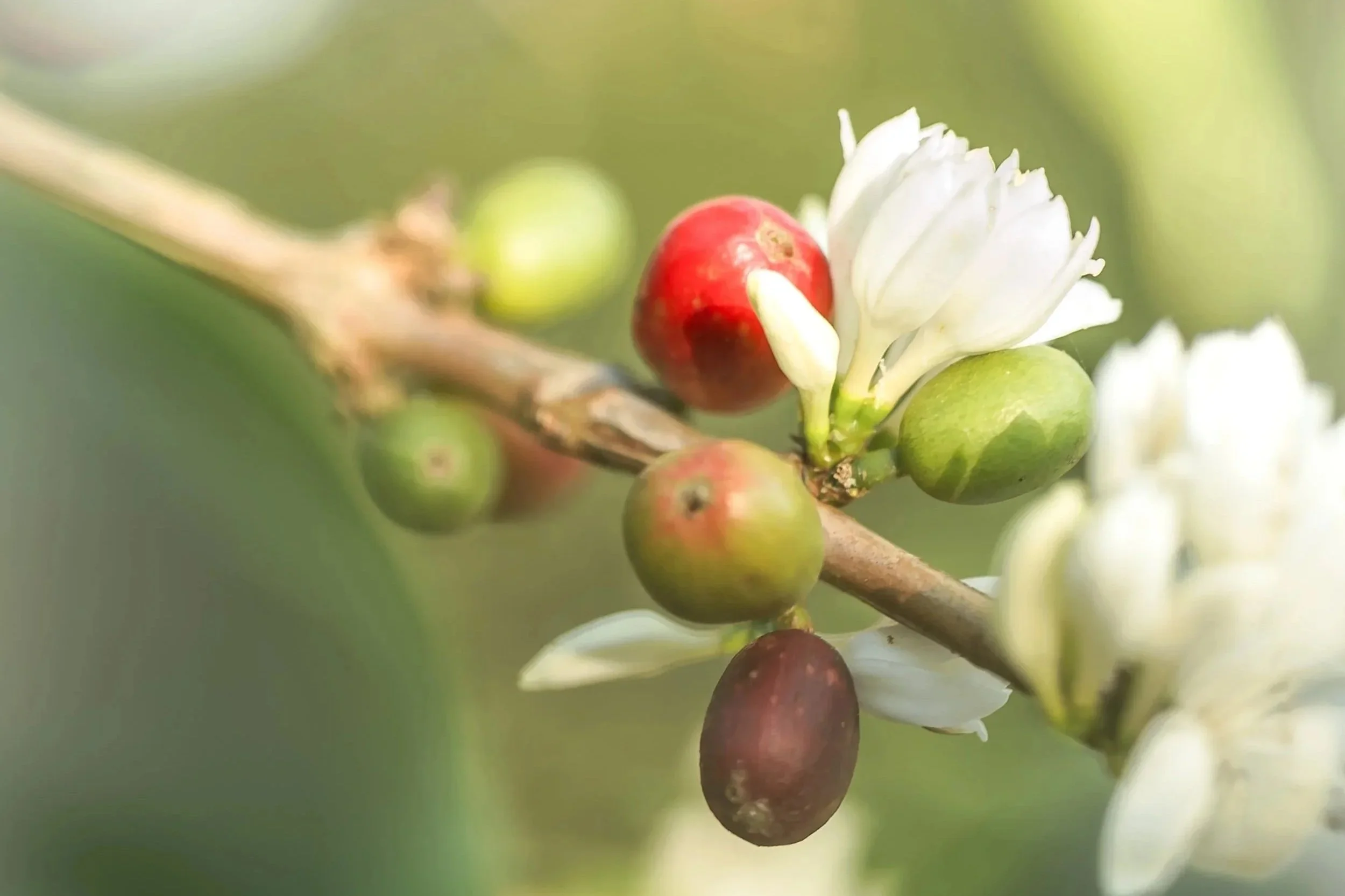 Machare Coffee Lodge