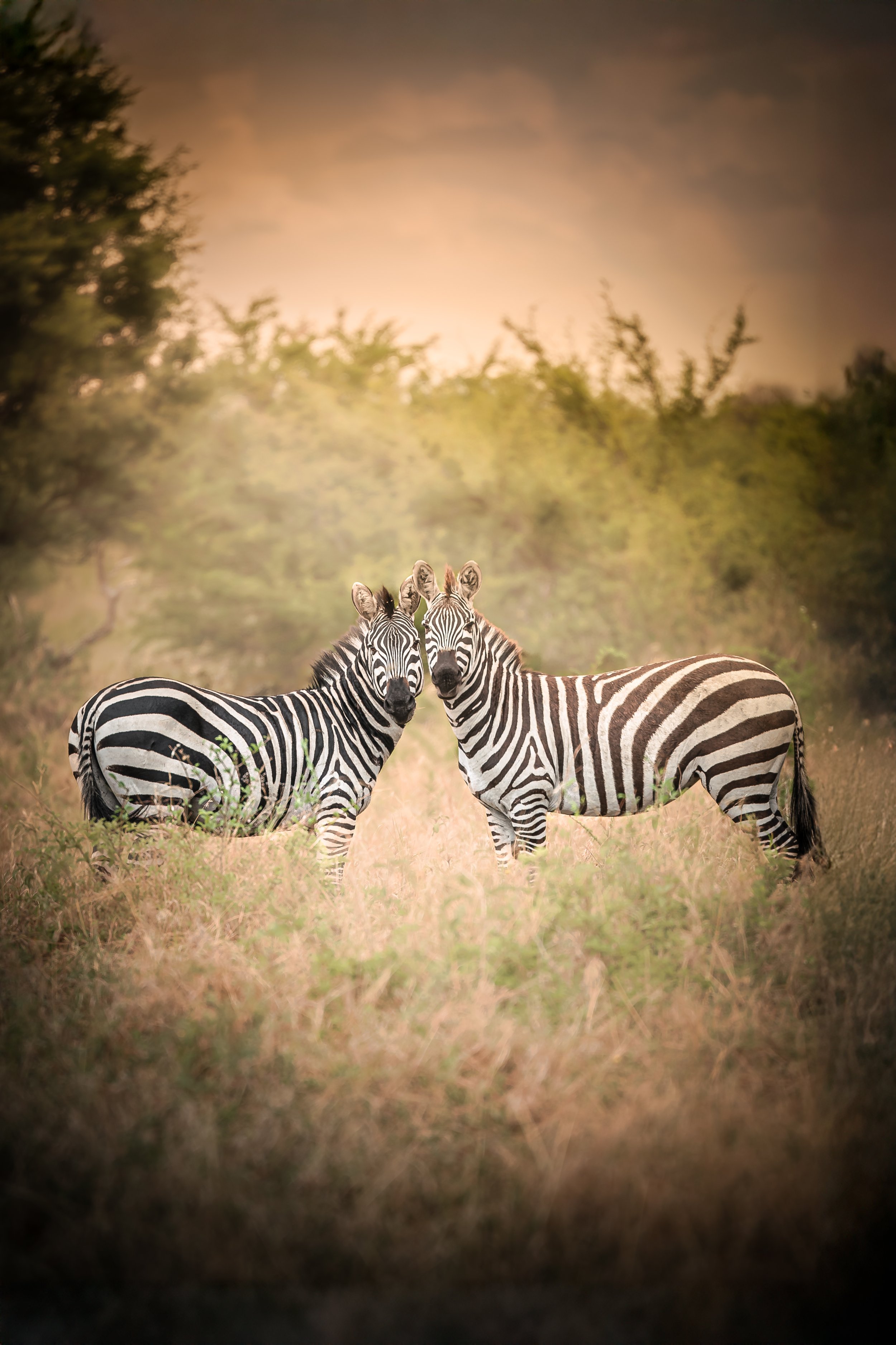 Wildlife & Landscape Narratives