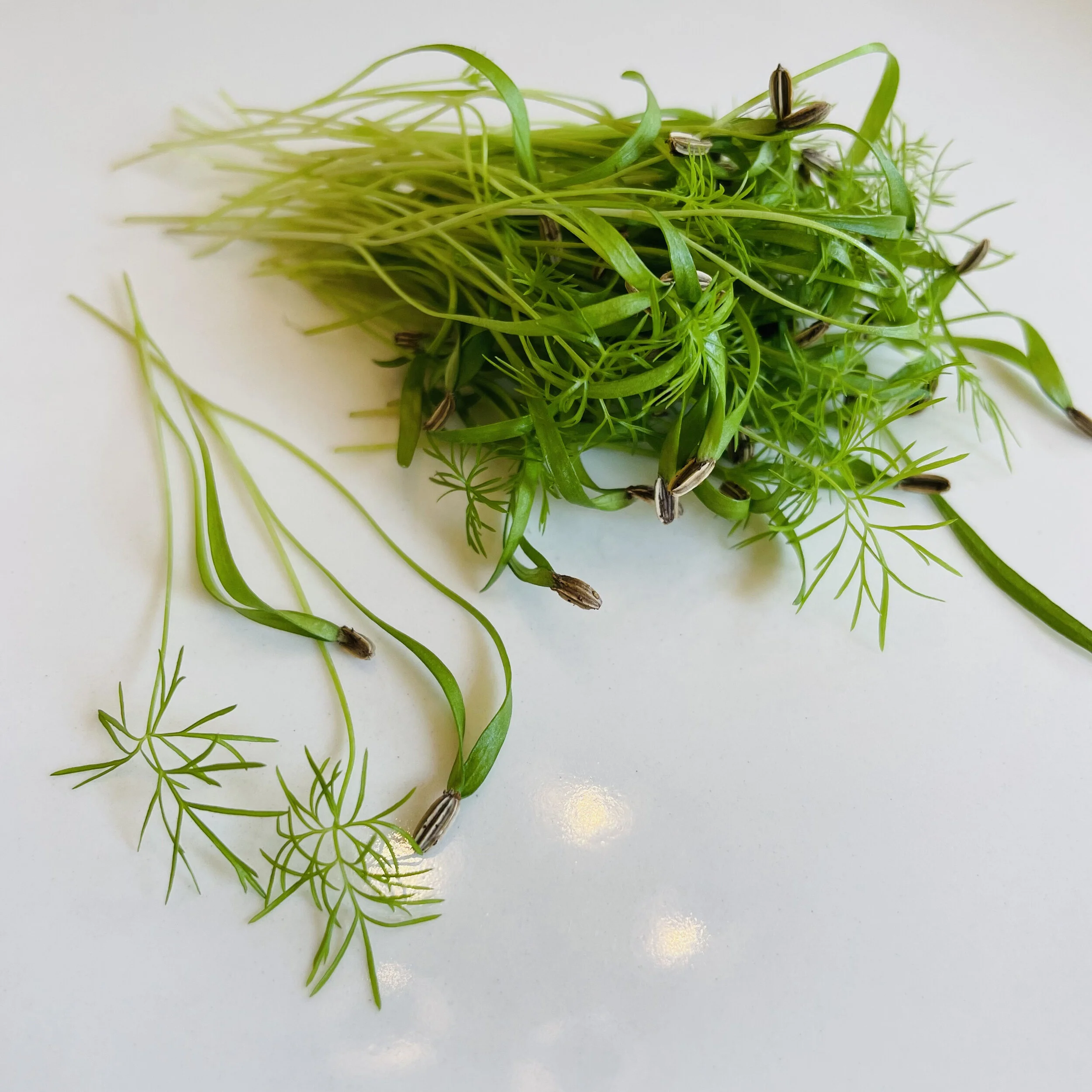 Fennel, Sweet — PIEDMONT MICROGREENS