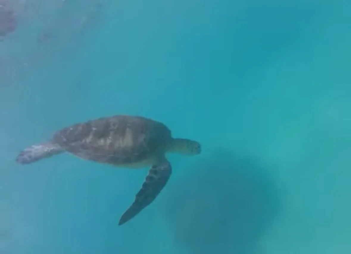 Making the environment a legal entity!