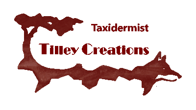 Tilley Creations taxidermy