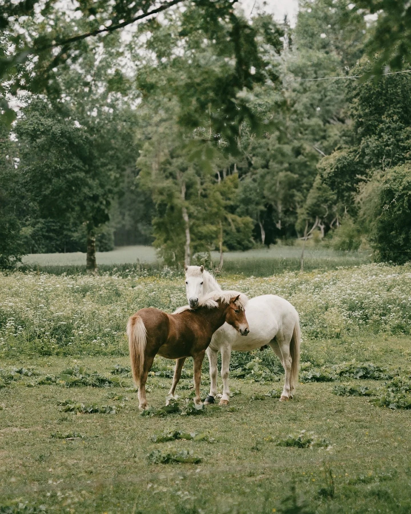 De h&aring;rigaste br&ouml;llopsg&auml;sterna?🐴