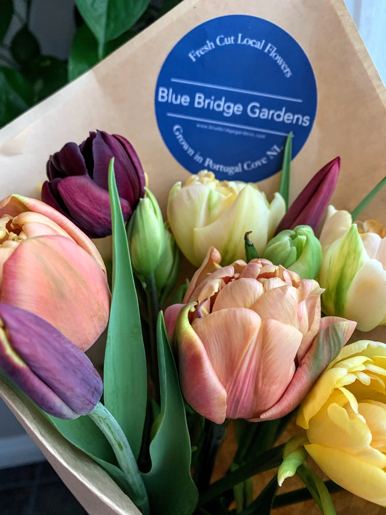 Newfoundland Grown Flowers — Blue Bridge Gardens