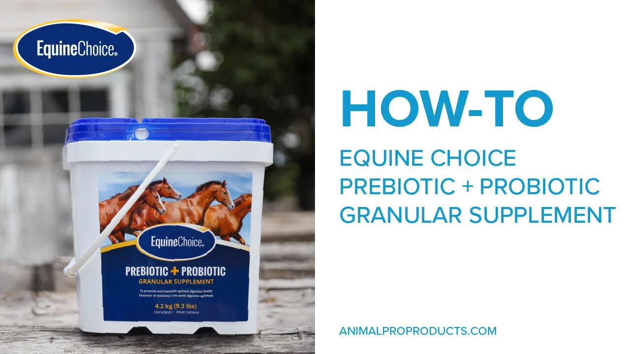 Equine Choice Prebiotic + Probiotic Granular Supplement — Equine Choice US Shop
