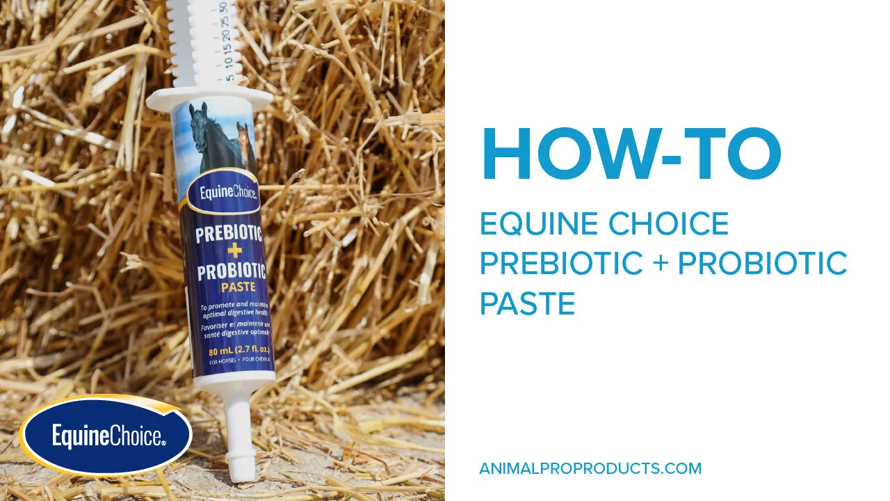 Equine Choice Prebiotic + Probiotic Paste — Equine Choice US Shop