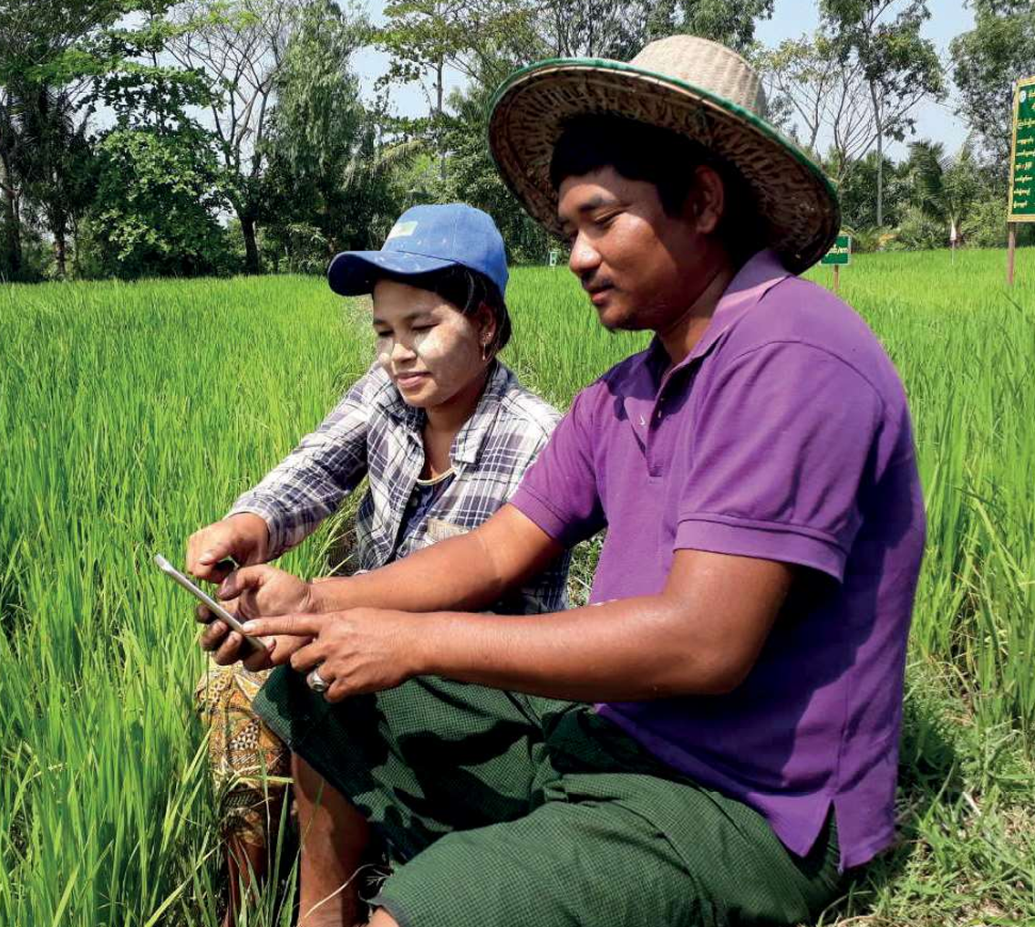 Lessons Learnt from Seed Sector Development in Myanmar