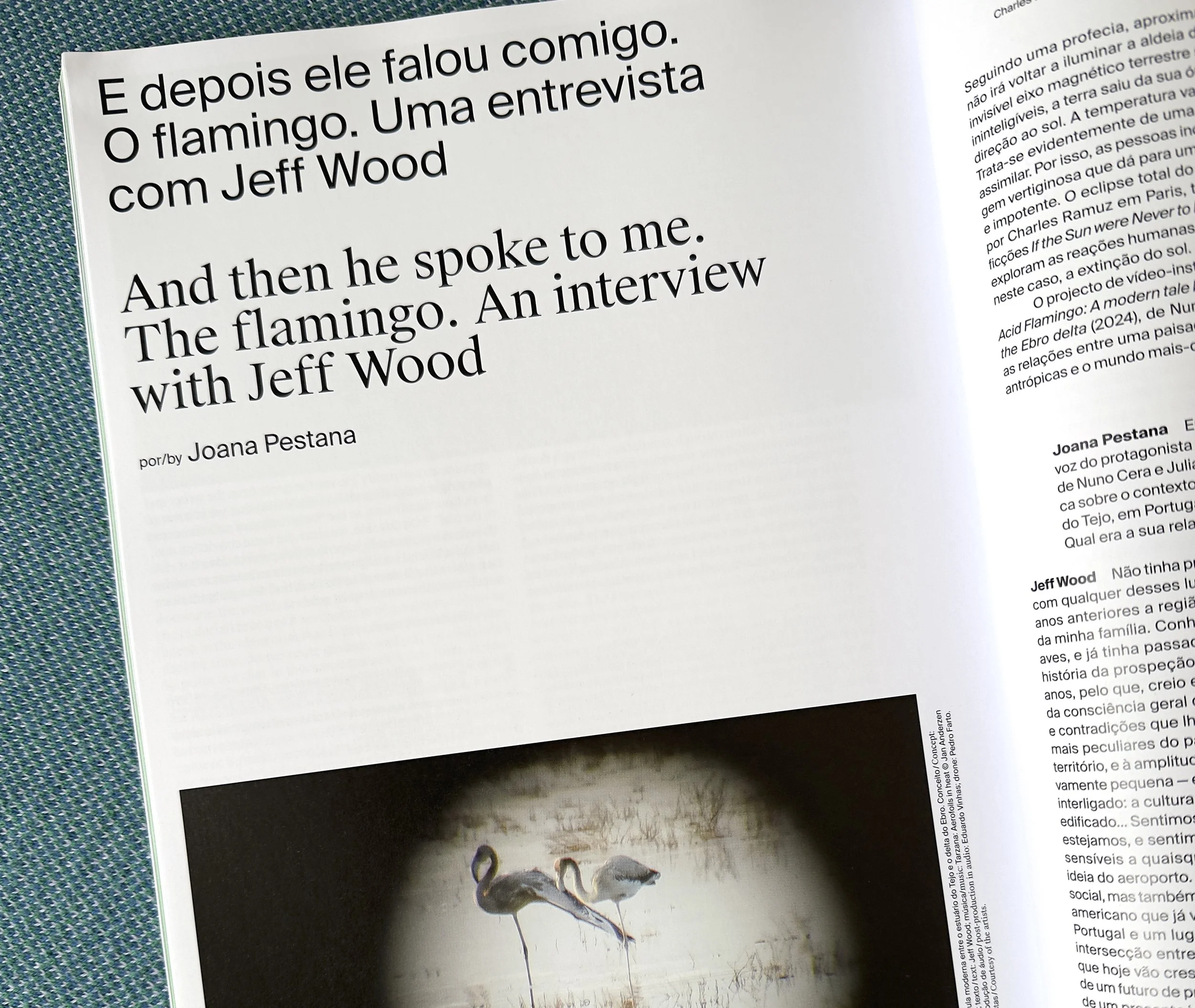 Acid Flamingo na CONTEMPORÂNEA #11