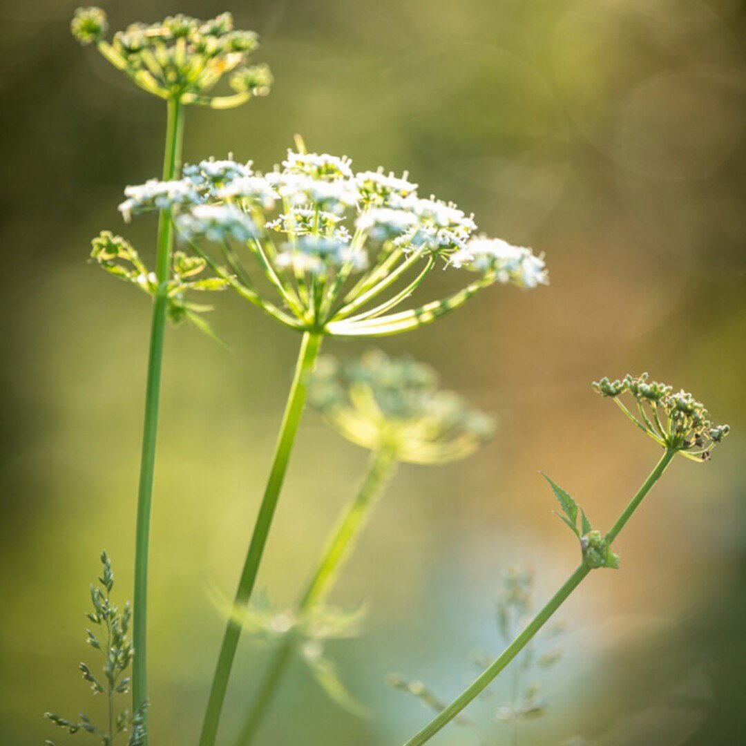 Using a blur technique or a slow shutter speed, photographers can quiet the noise and distractions in the background of an image, drawing all the focus on the subject matter. Blurring can also create motion and atmospheric effects.

In this image, bl