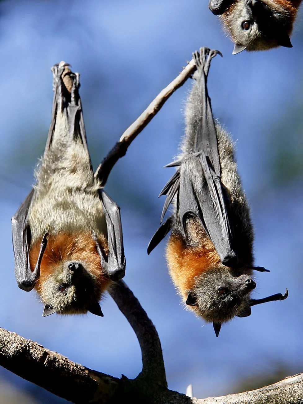 🦇 Hanging out never looked so cool!
October is Bat Appreciation Month- a time to celebrate these misunderstood night flyers who play a vital role in our ecosystems. From pest control to pollination, bats do it all! 🌙 

📷70482732&copy;️LookPhotos/D
