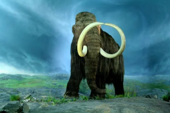 New studies suggest that mammoths lived in harmony with humans