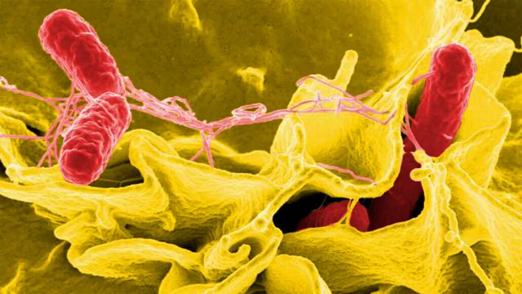 Immune Cells’ Interesting Defense System