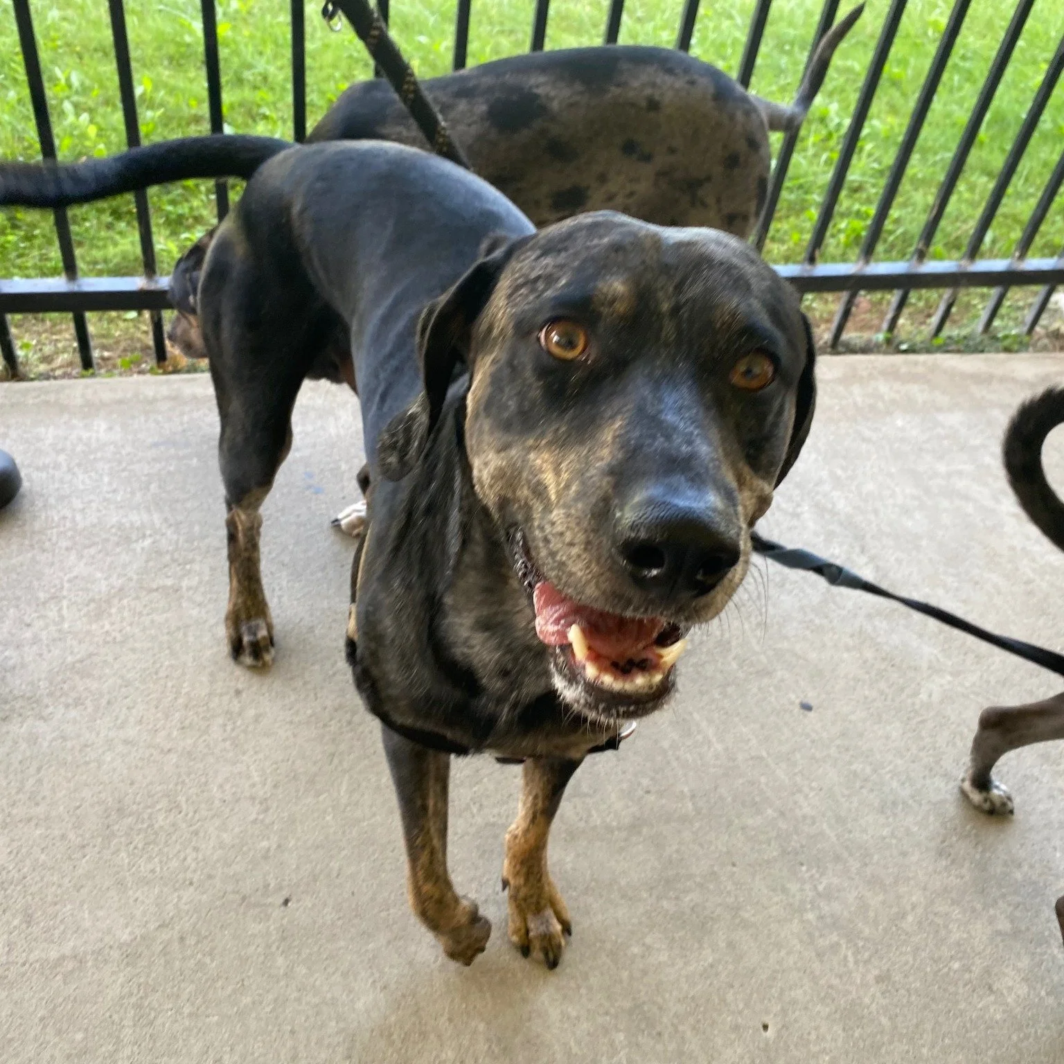 We had a special visit at the office this week from Philip, our wonderful accompanist, and his three dogs&mdash;Tigger, Romeo, and Pac-Man! What a crew&mdash;and yes, they sit on command! 🐾 Our Blessing of the Animals Event is just around the corner