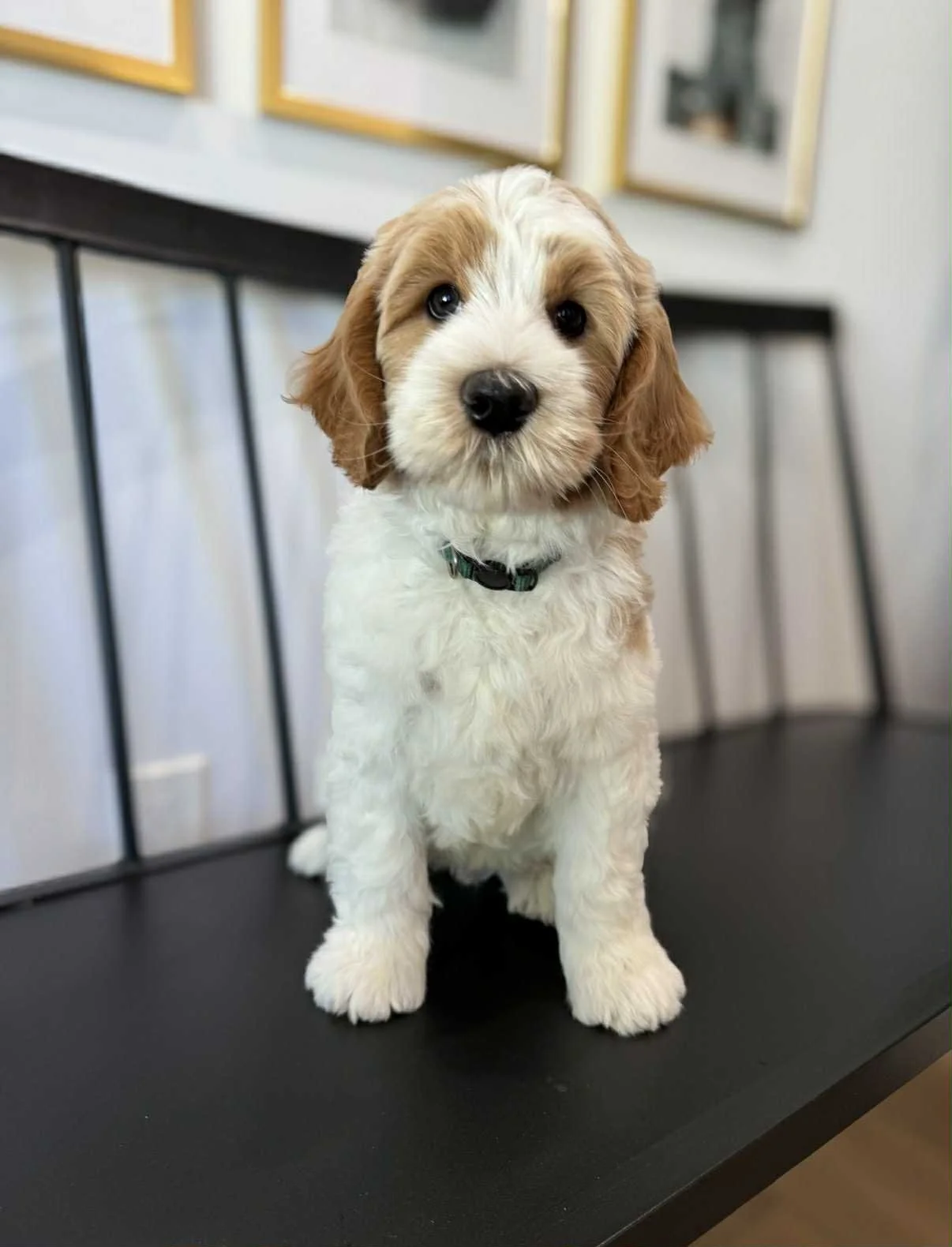 Wallace puppy pic.jpg