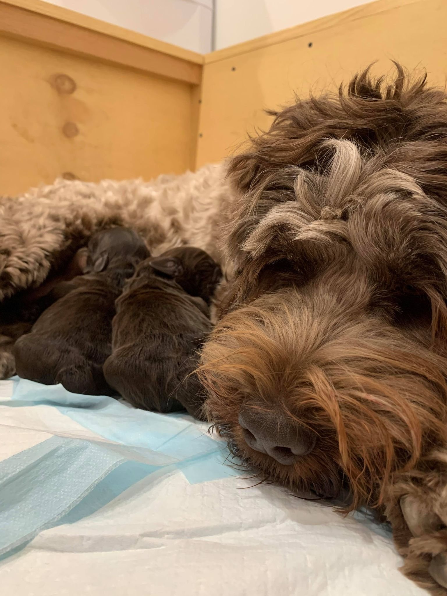 Maggie and pups.jpg