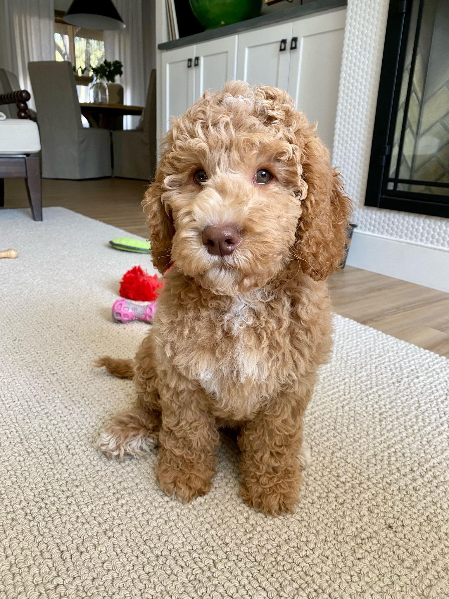 Greta.jpg