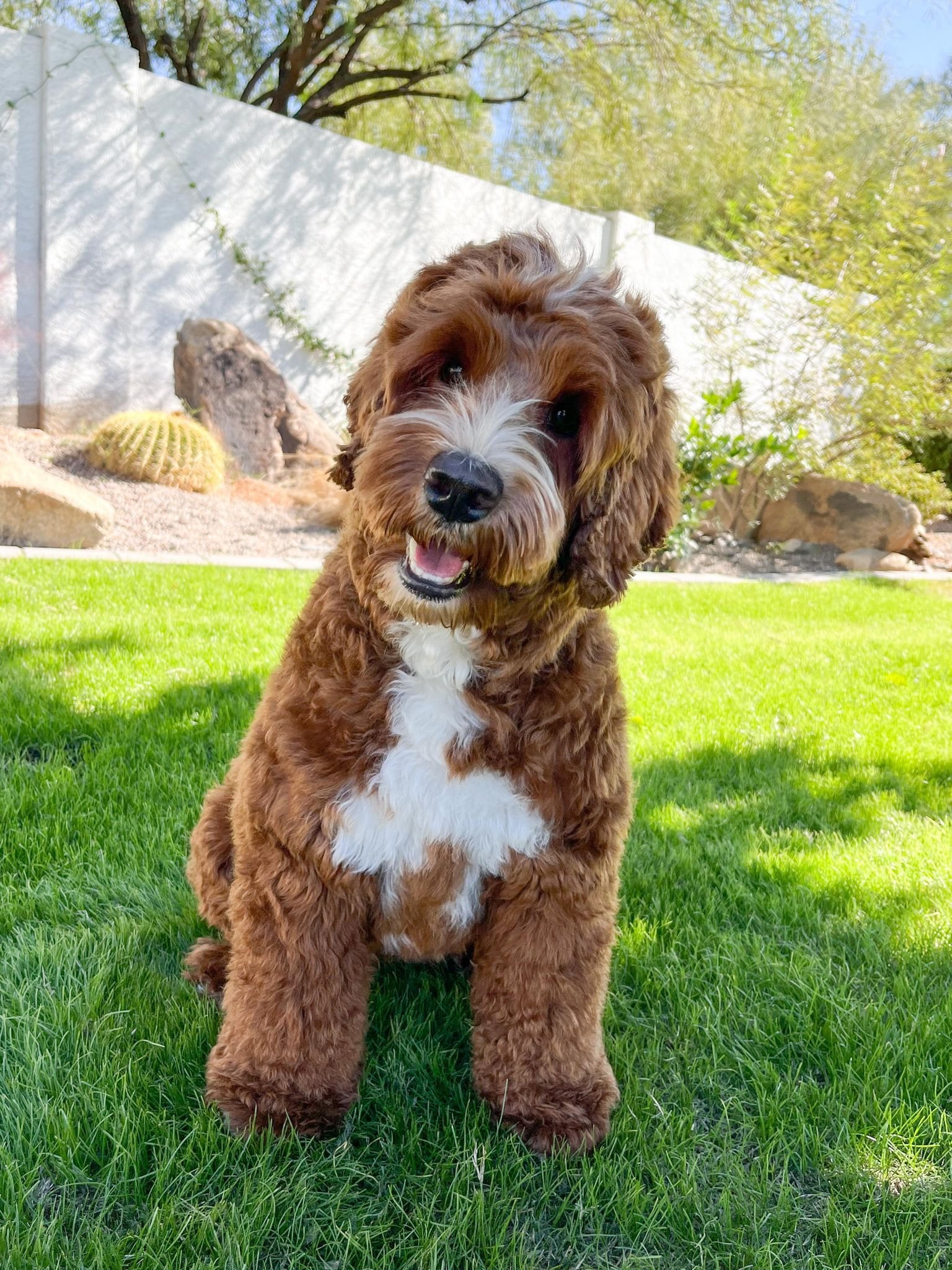 Abby outside.jpg