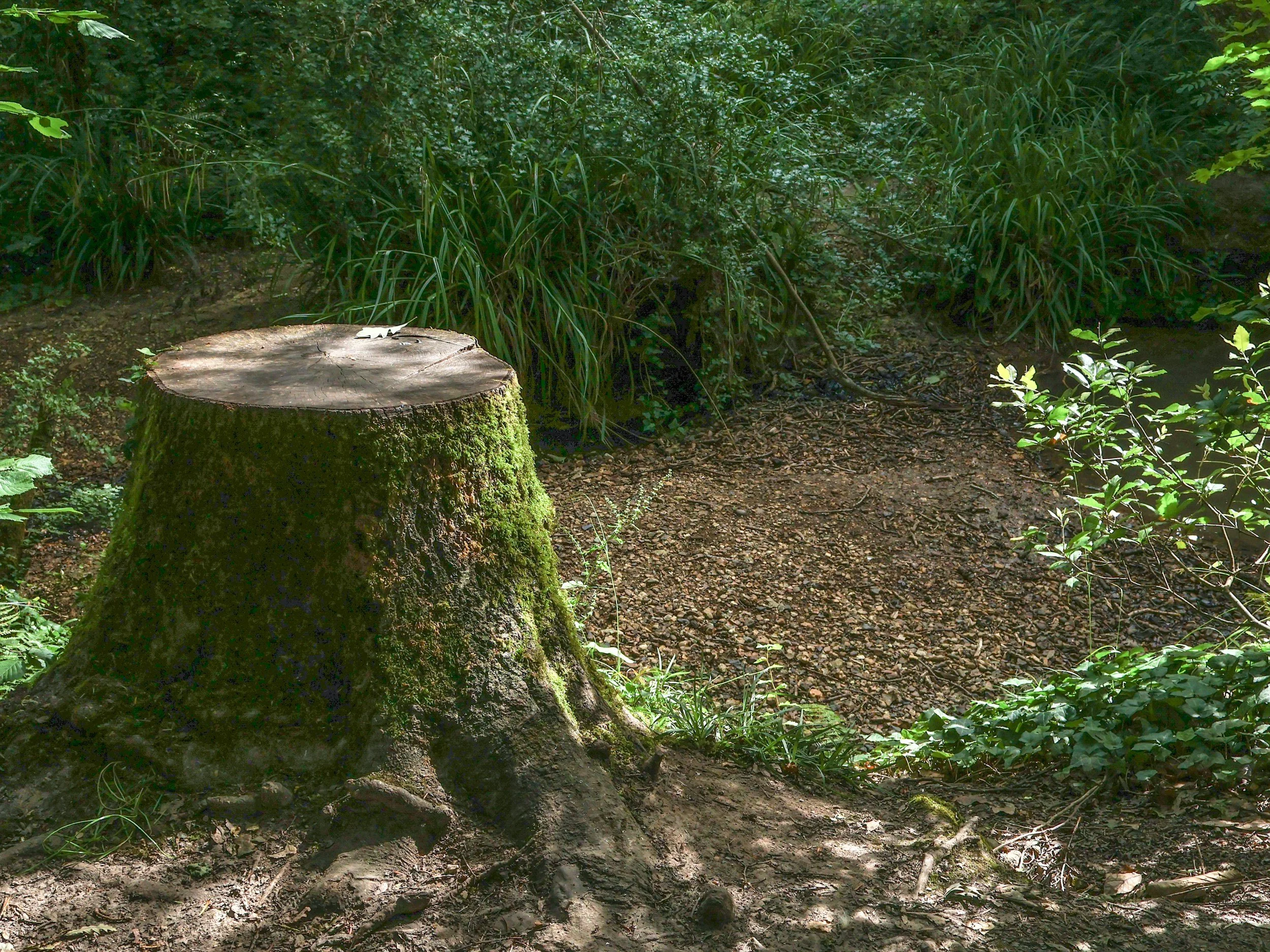 DEEP-ROOTED!