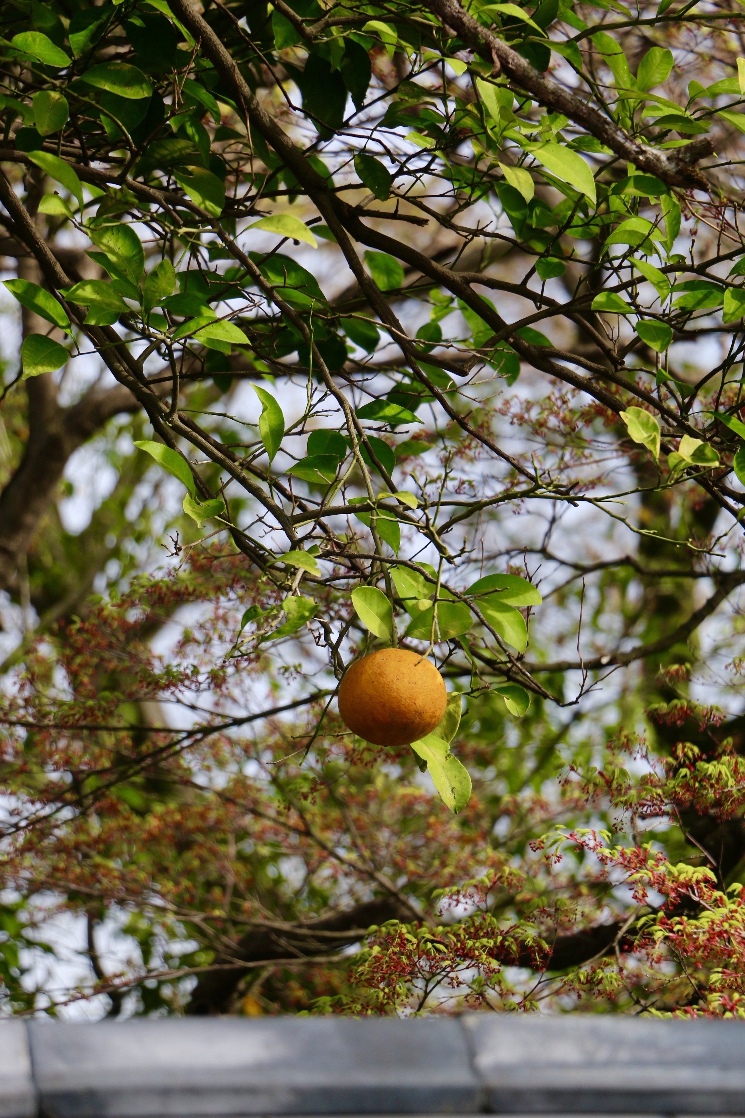 IMG_9729.jpeg