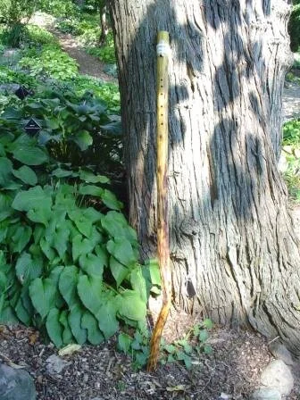 A yellow and brown walking stick leaning against a tree trunk in a lush green forest.