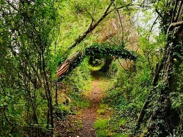 A nature trail surrounded by dense green foliage, with a fallen tree arching across the path.