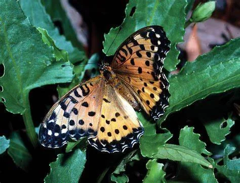 Australian Fritillary Butterfly.jpeg