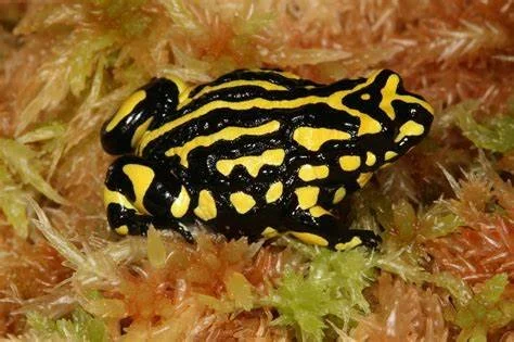 Corroboree Frog.jpeg