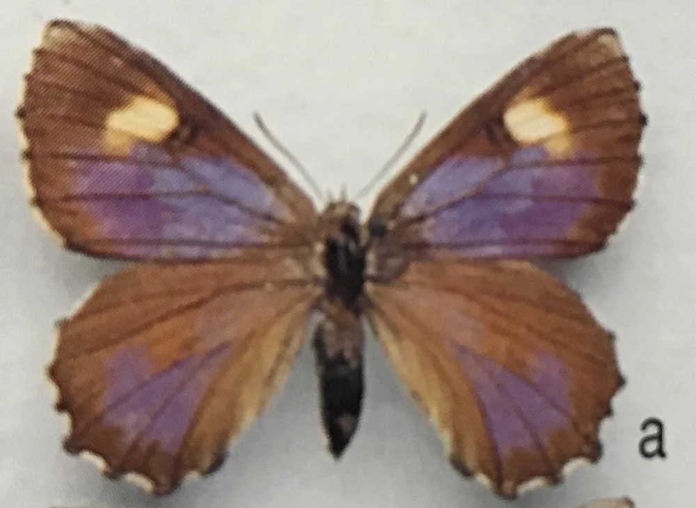 Arid Bronze Azure Butterfly.jpeg