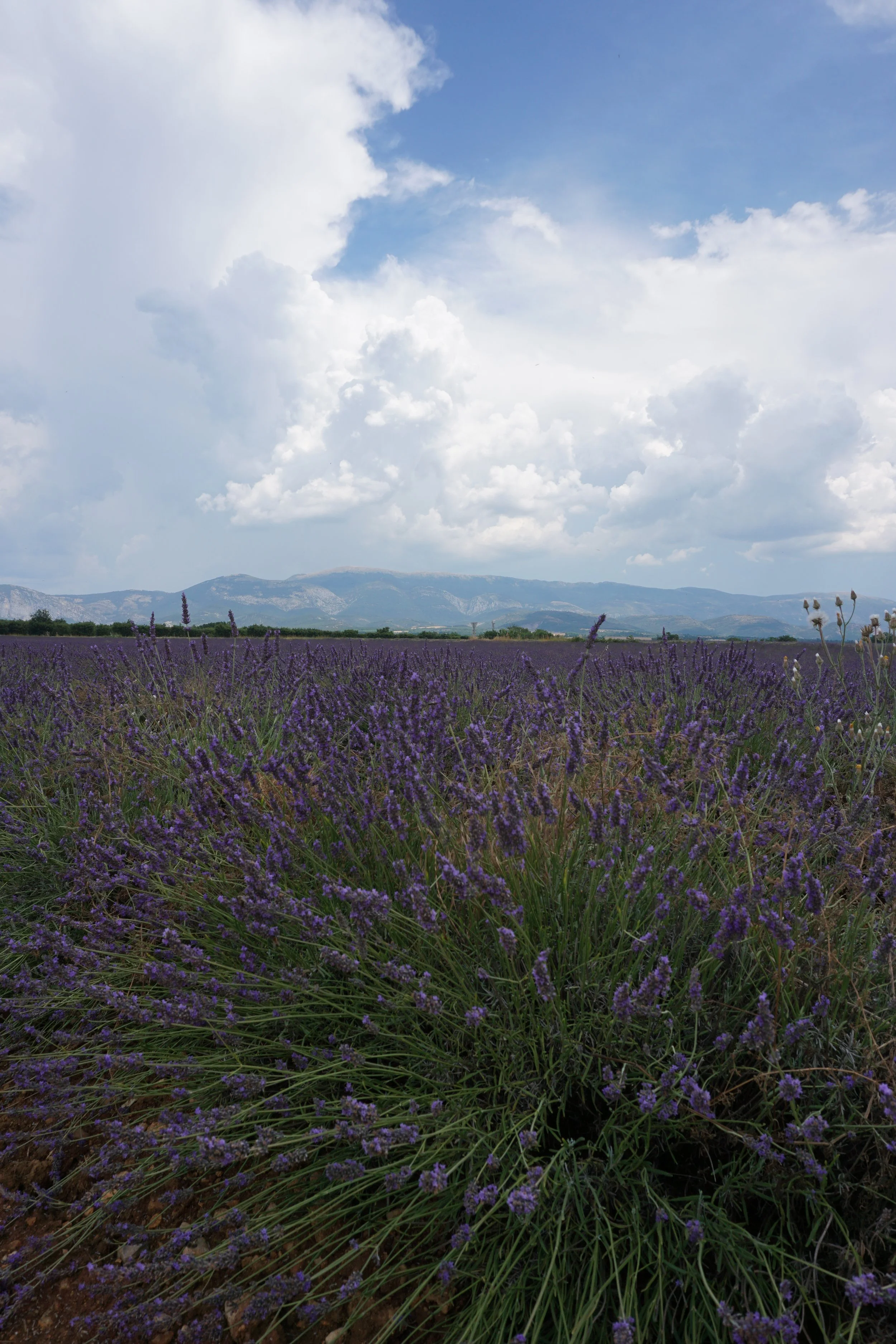 DSC08356.JPG