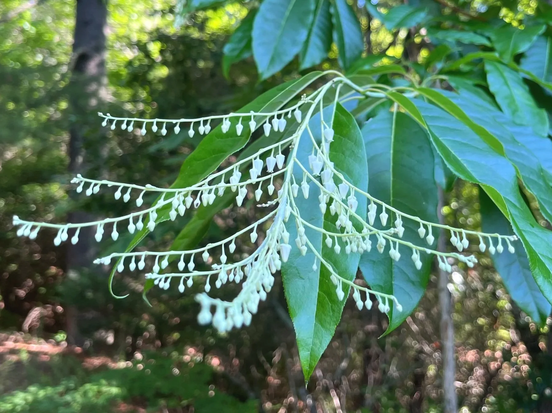 Sourwood Bloom