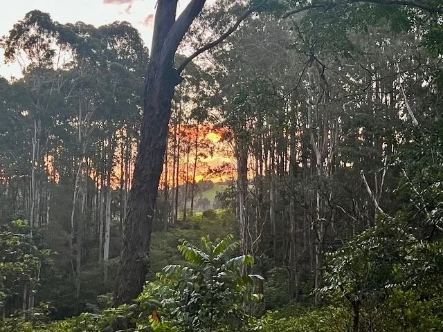 Sunset through the trees. Living on our farm and watching nature every day has taught me that the simple acts we do today make such a difference to the long term - its taken 32 years for this forest to grow. ⁠
Finding the right balance between patien