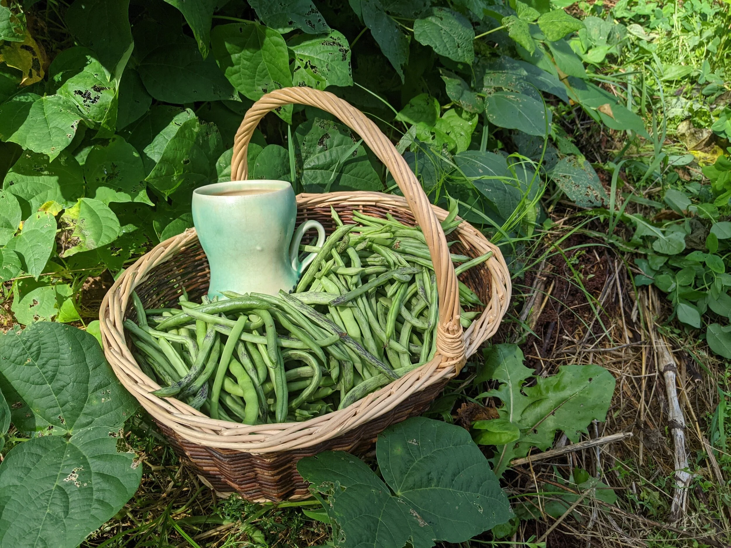 one day’s pole bean harvest from the bean house