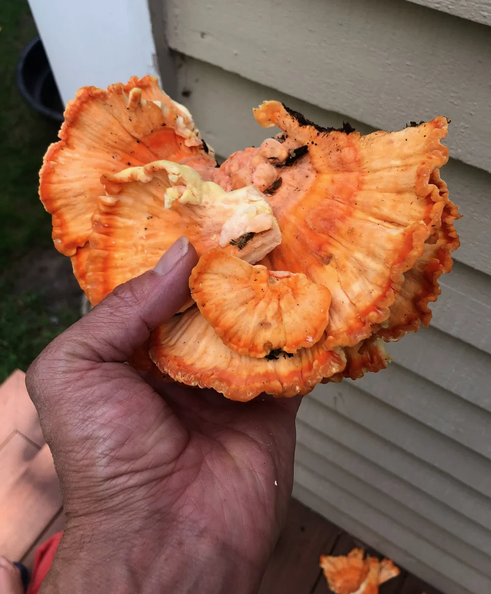  foraging find Chicken of the woods. 