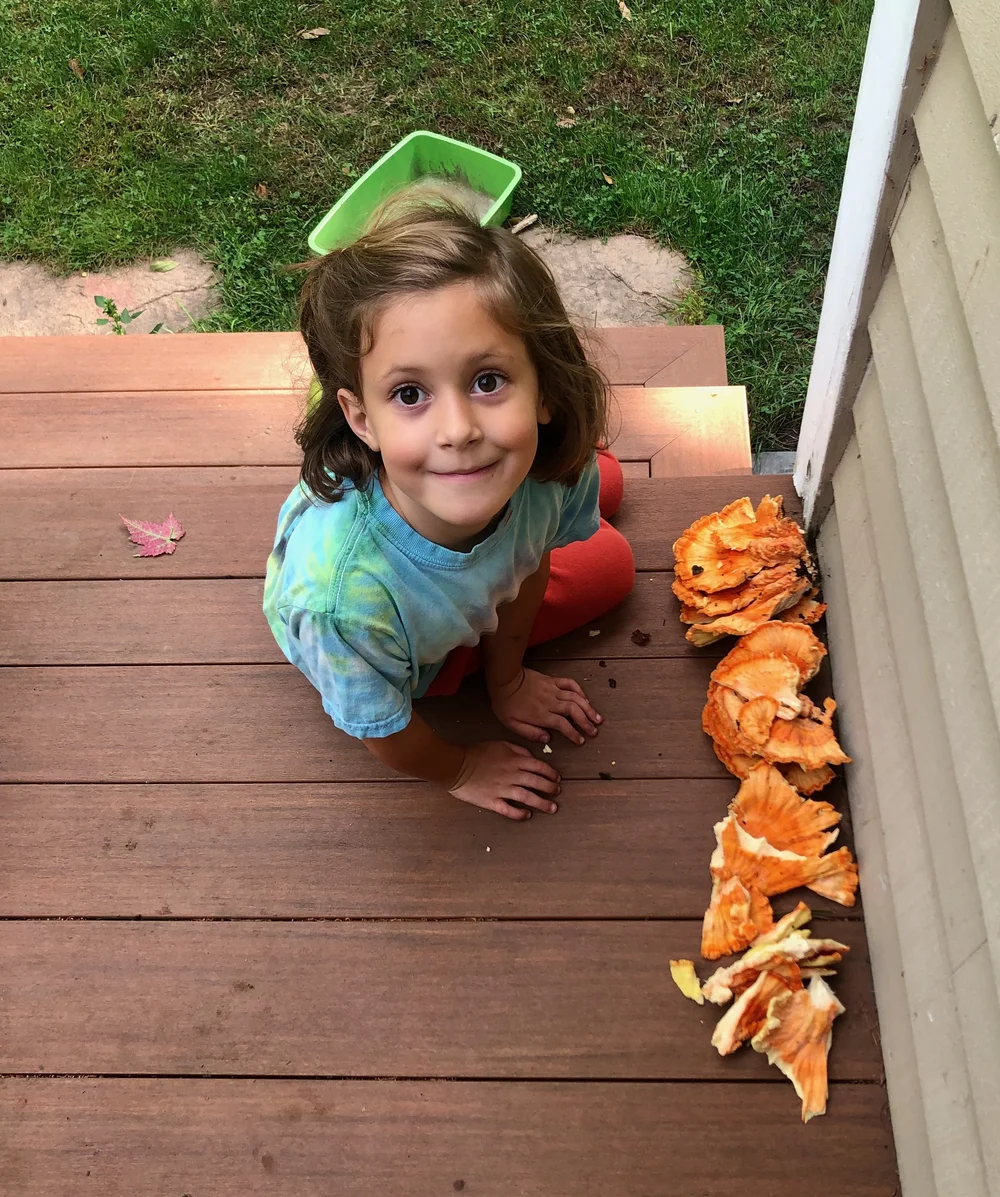 foraging find Chicken of the woods. 