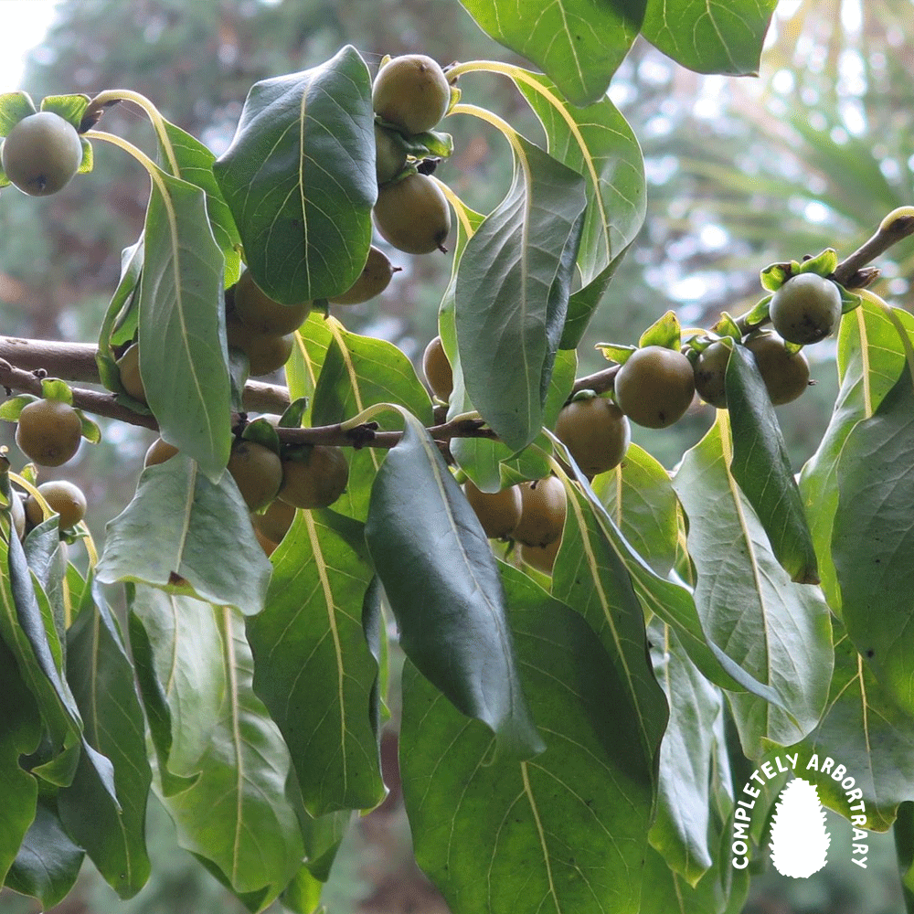 THE ODYSSEED (LOTUS TREE)