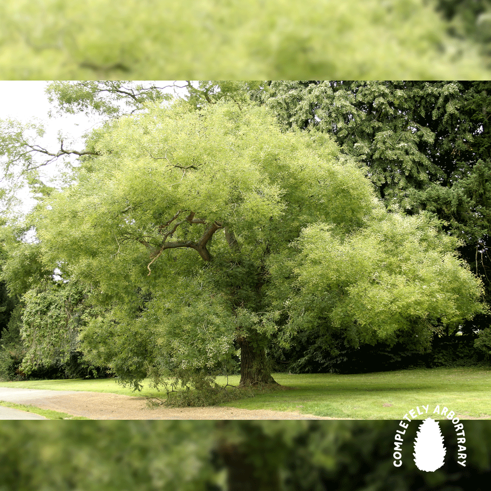 UNDERPLANTED, UNDERRATED, UNDERAPPRECIATED (JAPANESE PAGODATREE)