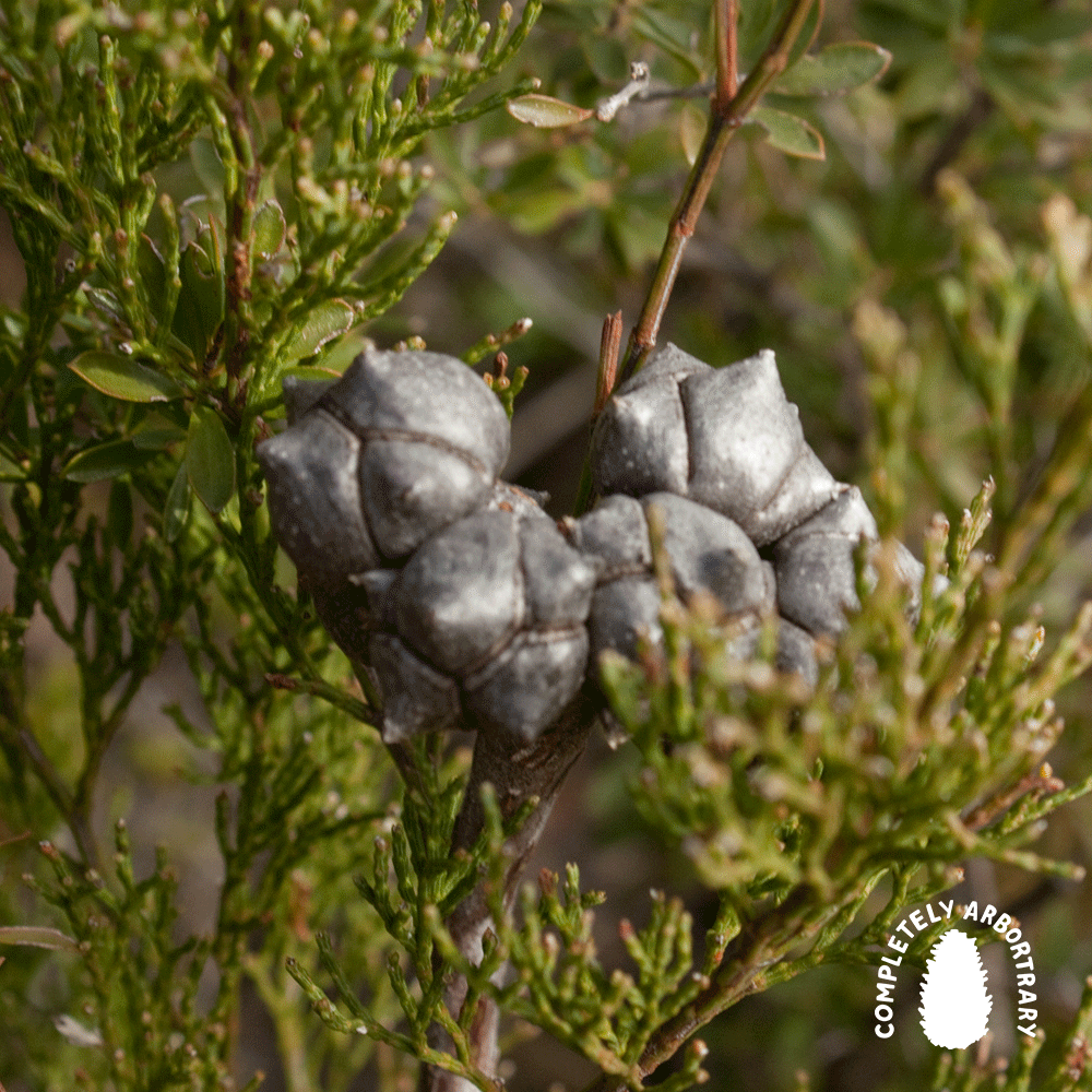 HOW WATER MOVES THROUGH TREES (OYSTER BAY-PINE)