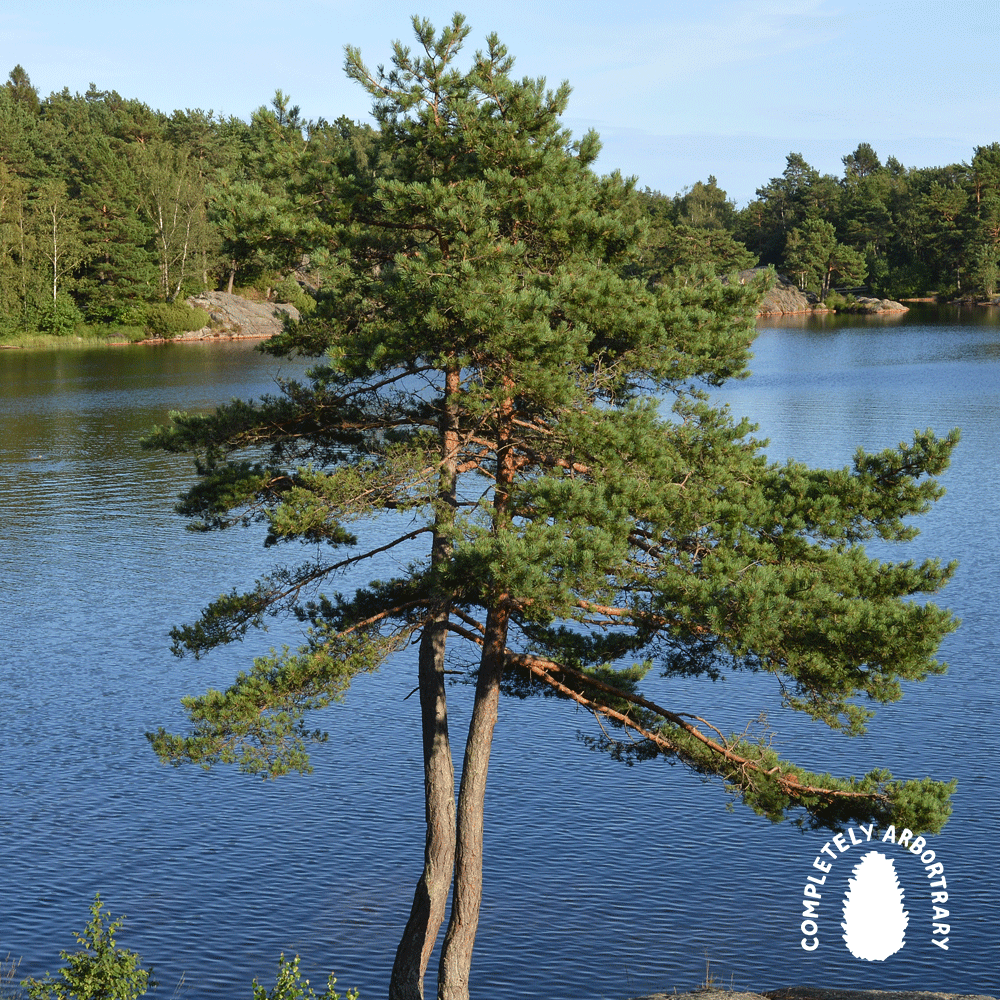 BURNING HOT FRESH ROOT NEWS (SCOTS PINE)