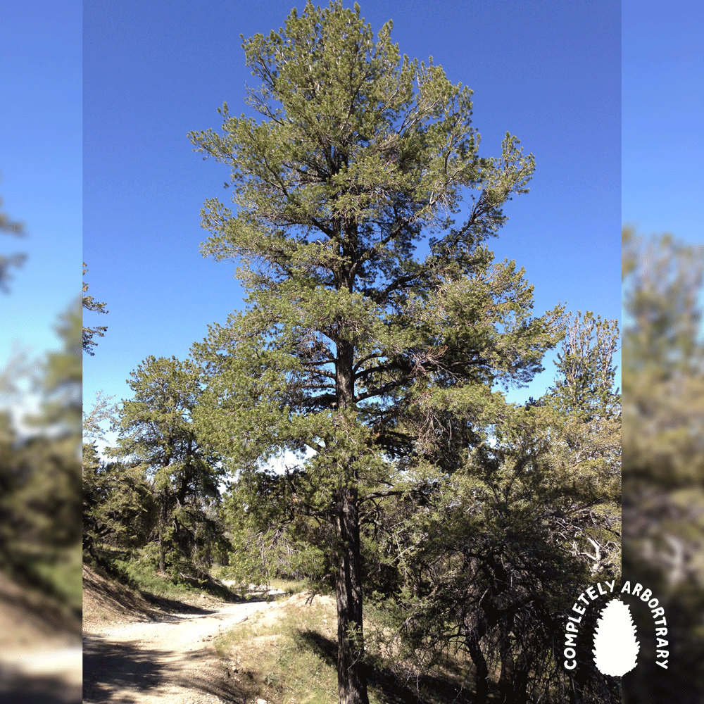 BIRD INFLUENCE (LIMBER PINE)