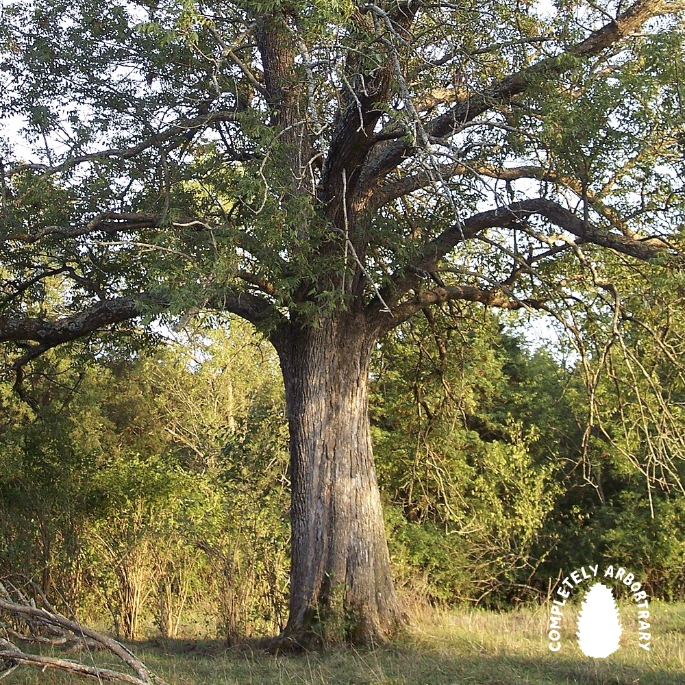  EVOLUTIONARY NAIVETE (BLUE ASH)